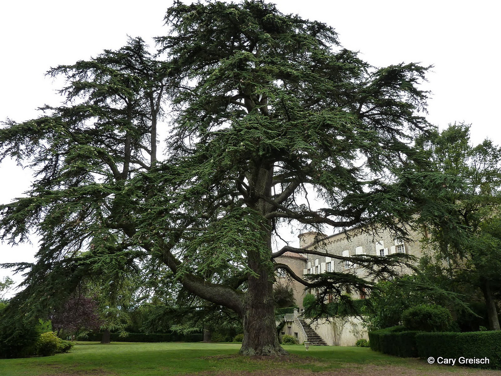 معرفی و راهنمای پرورش درختان زینتی - سدر اطلس